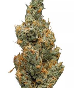 Juicy Fruit Strain