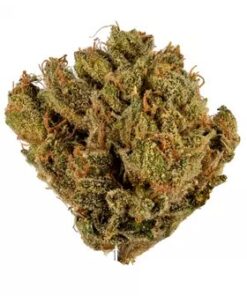 Venom OG Strain