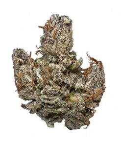 Hindu Kush Strain