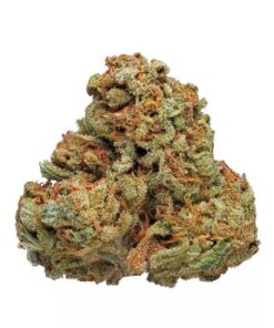 Cinderella 99 strain
