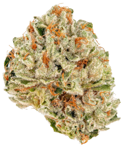 Devils Lettuce Strain