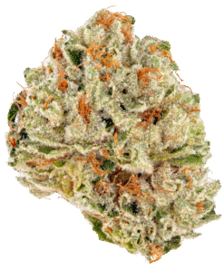 Devils Lettuce Strain